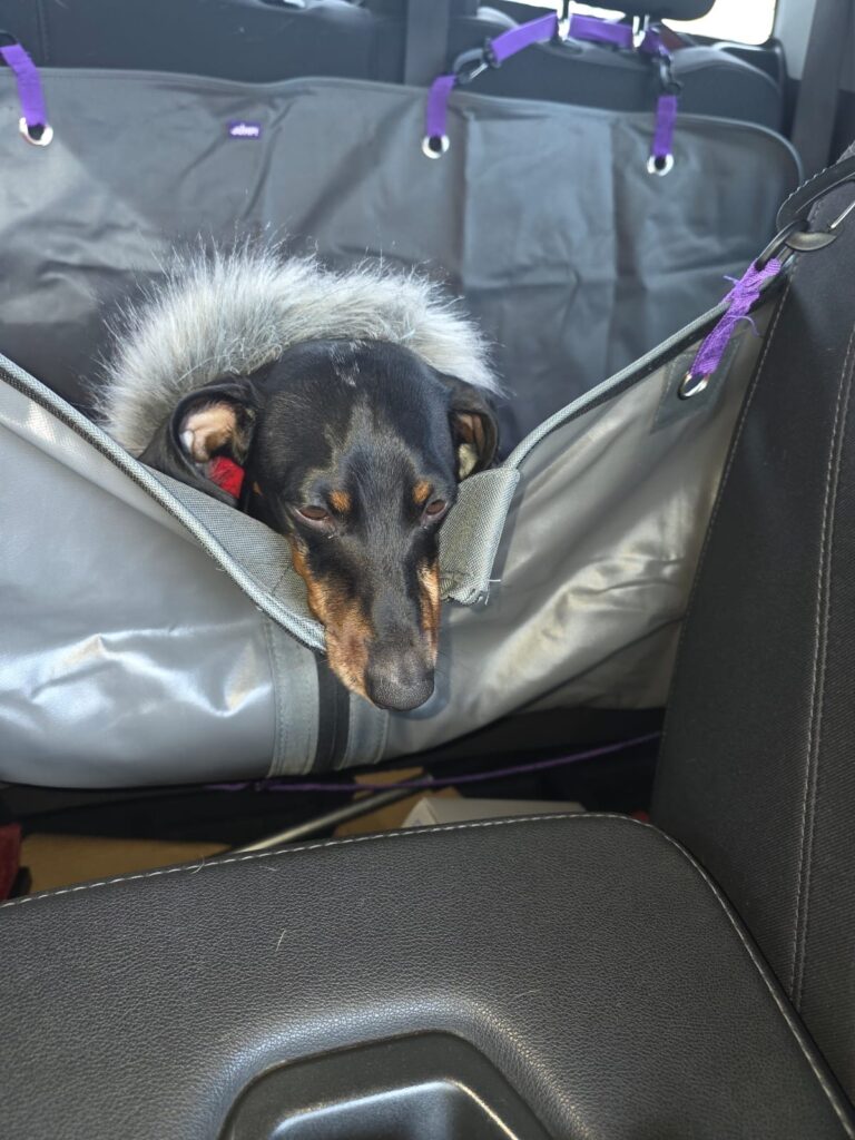 Franklin and Raven are Safe and Sound in Canada Featured Image 5