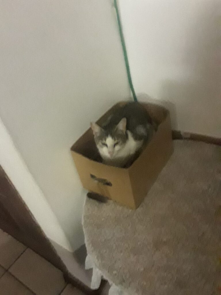 Maxwell and Chloe to Port Elizabeth Pet Transport Testimonial Featured Image 1