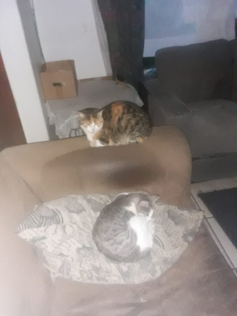 Maxwell and Chloe to Port Elizabeth Pet Transport Testimonial Featured Image 2