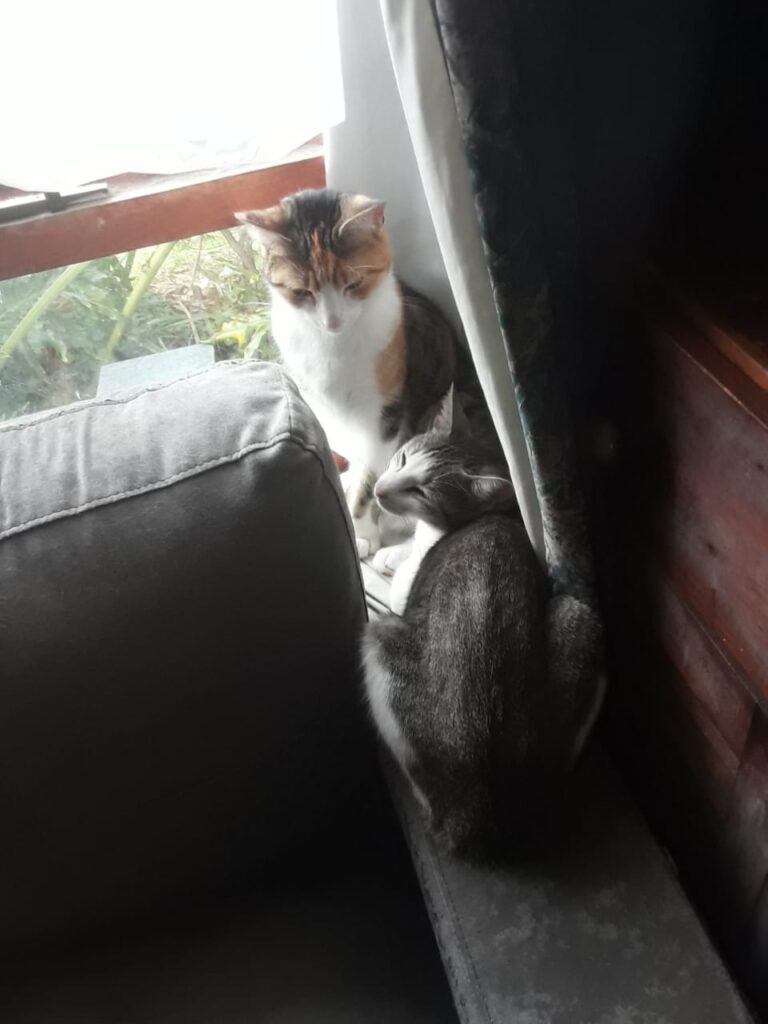 Maxwell and Chloe to Port Elizabeth Pet Transport Testimonial Featured Image 1.jpg