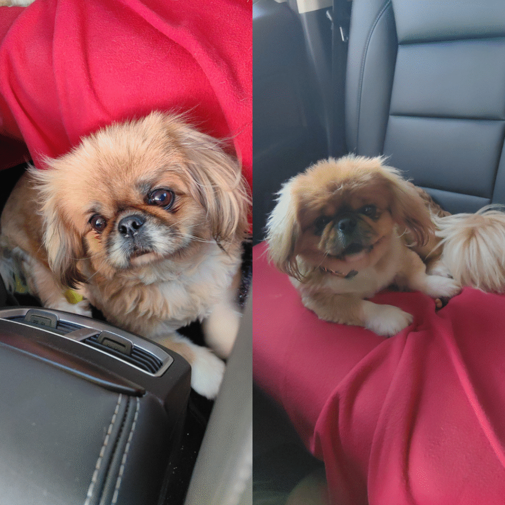 Reaper and Ceasar are Safely in Australia Featured Main Image