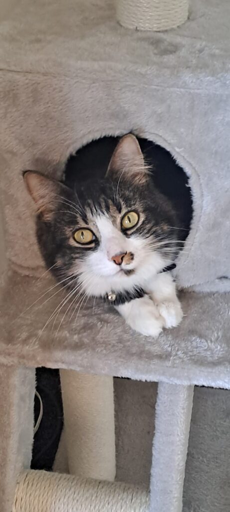 Tink and Mia are Reunited with Their Family in New Zealand Featured Image