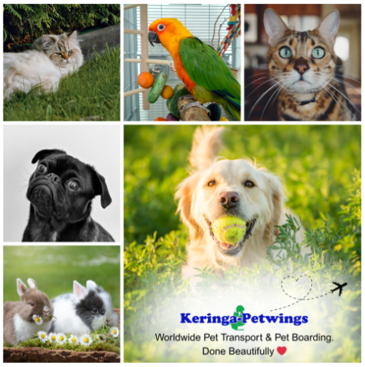 10 Essential Tips for Stress-Free International Pet Transport Featured Image