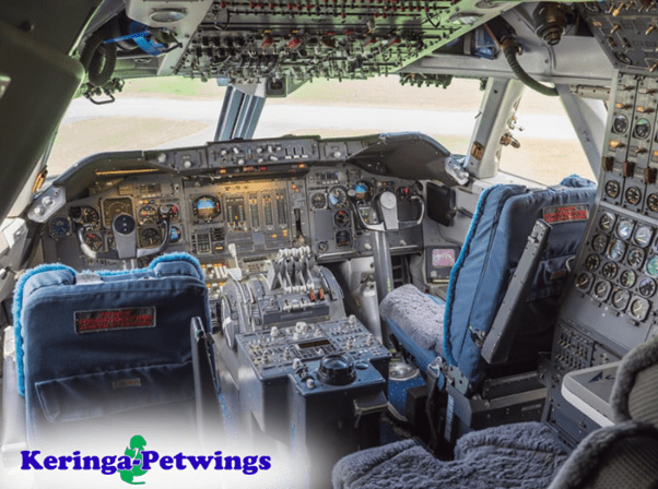 Keringa Blog What a Pilot Once Told Me About Pets on Board Featured Image