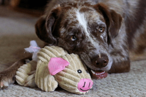 Will my pet be safe on the flight Featured Image