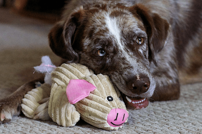 Will my pet be safe on the flight Featured Image