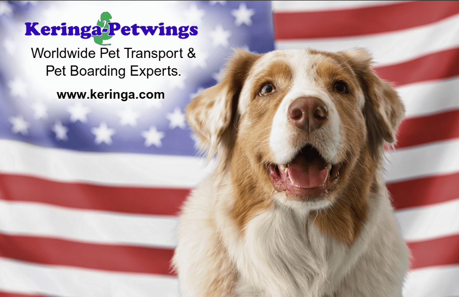 Moving to the USA With Pets - A Practical Guide for South African Families Featured Image